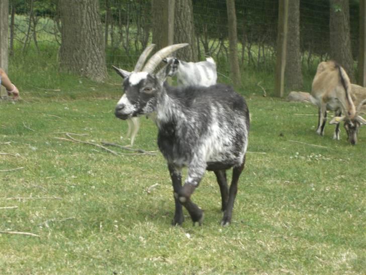 Joboland(brandegårdshaven) billede 10