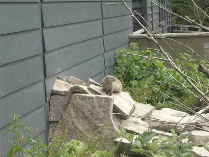 Joboland(brandegårdshaven) - Zebramangusta billede 11