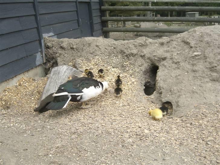 Joboland(brandegårdshaven) - En moskus and med ællinger billede 12