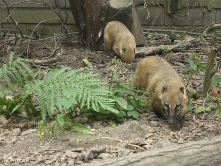 Joboland(brandegårdshaven) - Næse bjørn billede 13