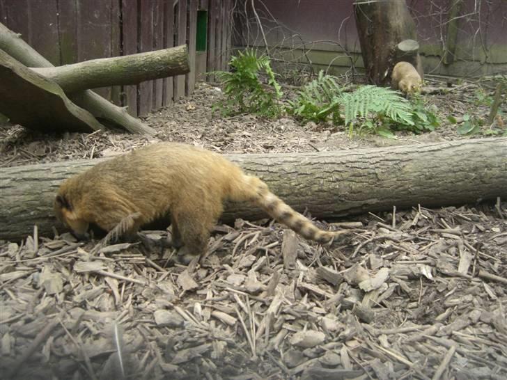 Joboland(brandegårdshaven) - Igen billede 14