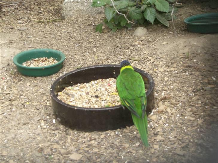 Joboland(brandegårdshaven) - En Ædelpapegøje billede 15