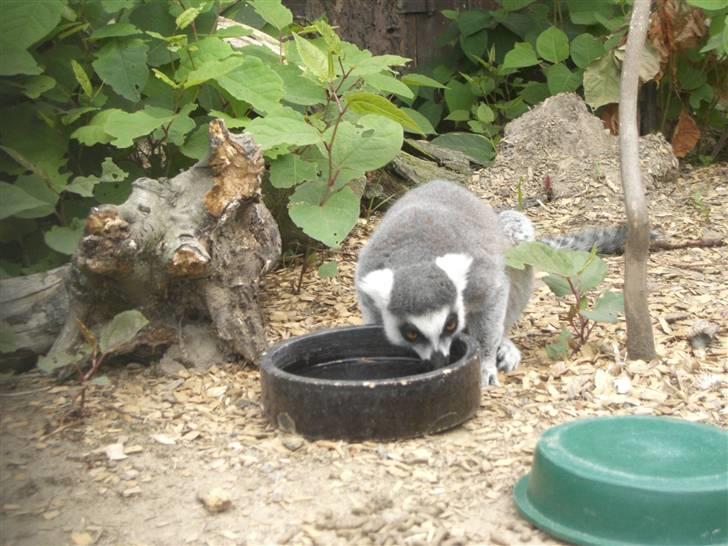 Joboland(brandegårdshaven) - en kattalemur billede 16