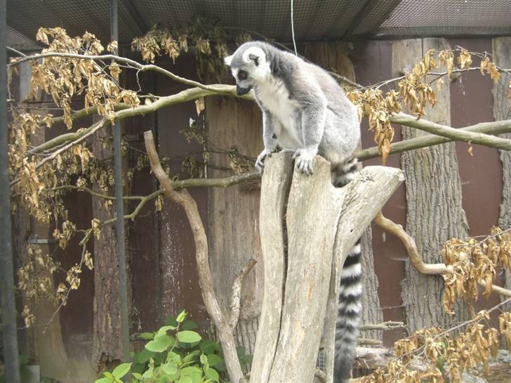 Joboland(brandegårdshaven) - Igen en kattalemur billede 17