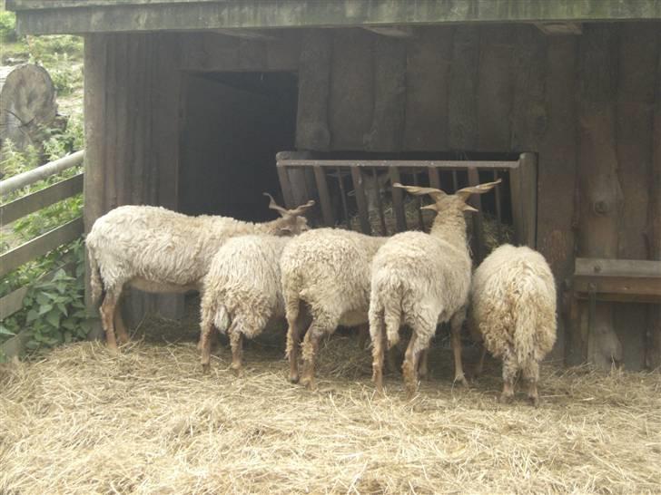 Joboland(brandegårdshaven) - Skruehornsfår billede 20
