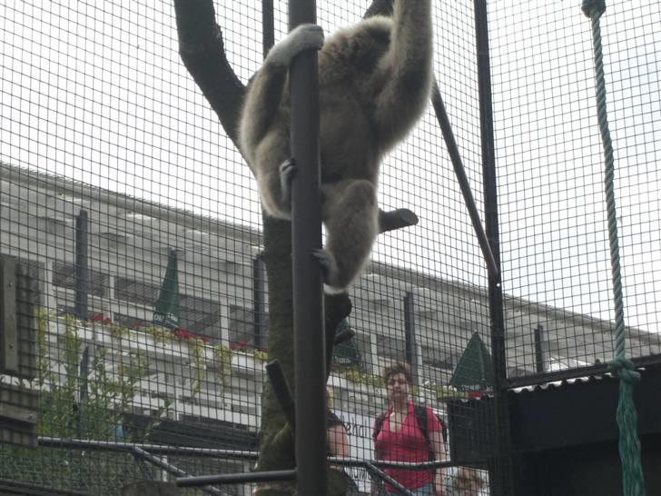 Joboland(brandegårdshaven) - Gibbon abe billede 21
