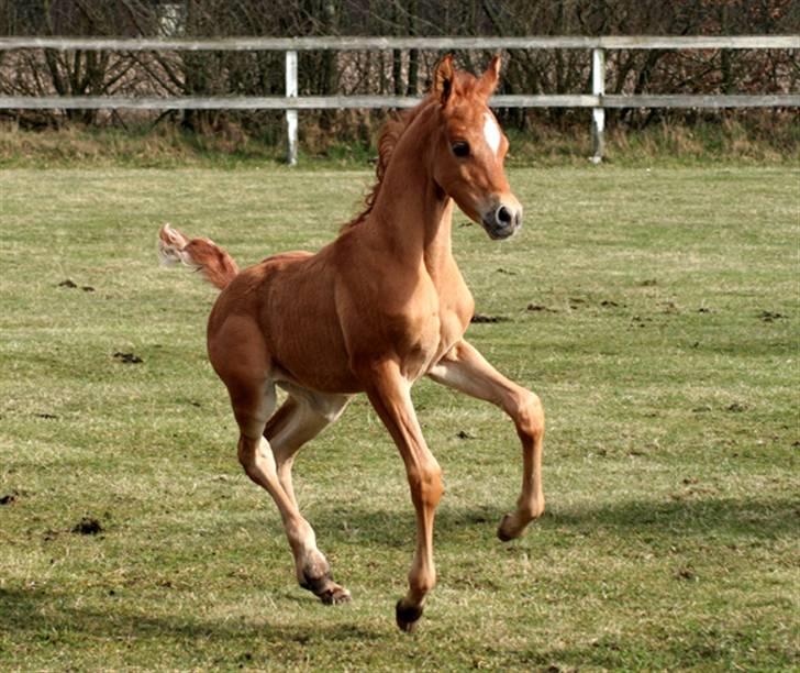 Min skønne fuldblods araber - WML Al Fadee 20 dage gammel

foto Marianne S. Krog billede 2