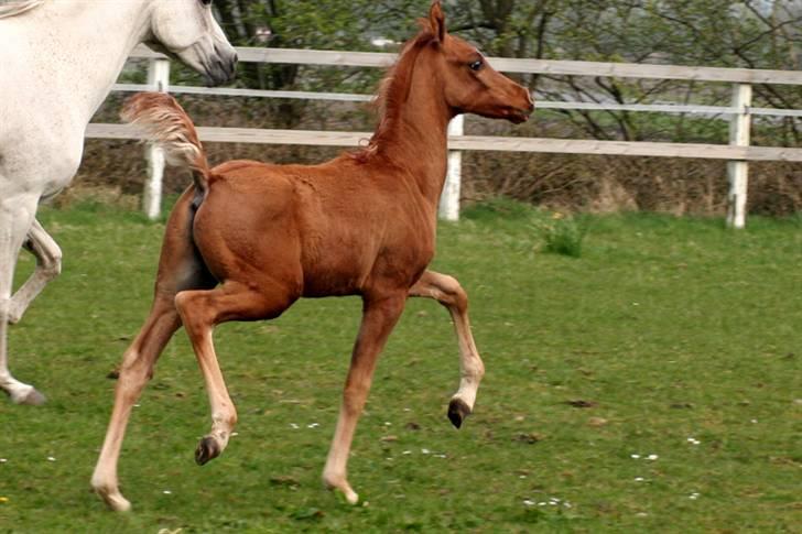 Min skønne fuldblods araber - WML Al Fadee 
d.25. april 2008

foto Marianne S. Krog billede 5