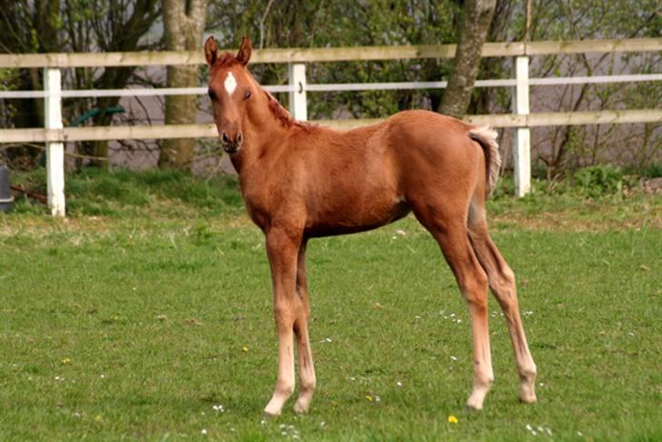 Min skønne fuldblods araber - D.25. april 2008
2mdr. gammel

foto Marianne S. Krog billede 4