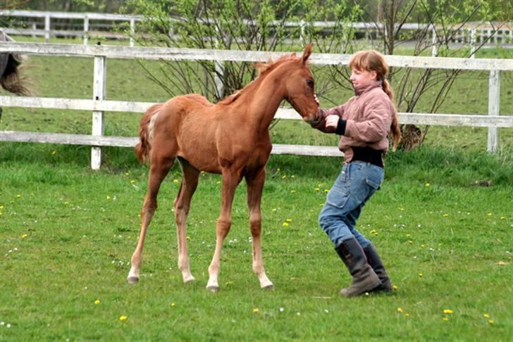 Min skønne fuldblods araber - WML Al Fadee sammen med Melissa (Marianne og Torbens datter) 
2 mdr. gammel

foto Marianne S. Krog billede 6