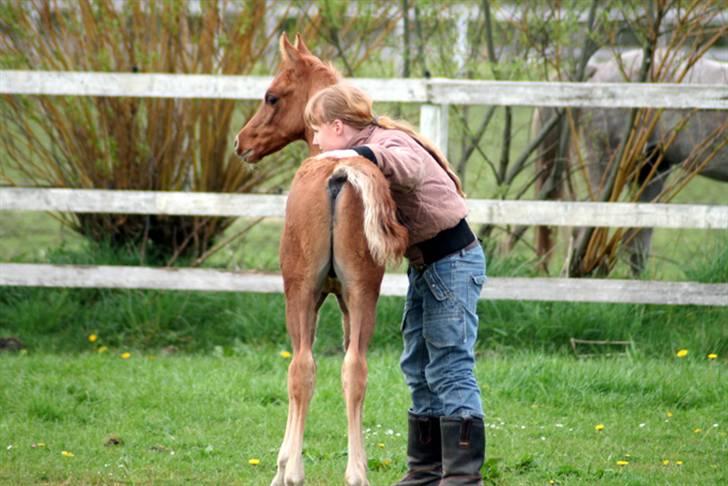 Min skønne fuldblods araber - Fadee og Melissa i en rolig hyggestund.
d. 29.april 2008

foto Marianne S. Krog billede 8