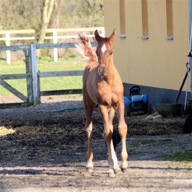 Min skønne fuldblods araber - WML Al Fadee
d.18 april 2008

foto Marianne S. Krog billede 3