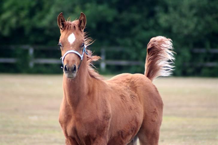 Min skønne fuldblods araber - WML Al Fadee med sin nye grime
d.10. juni 2008

foto Marianne S. Krog billede 10