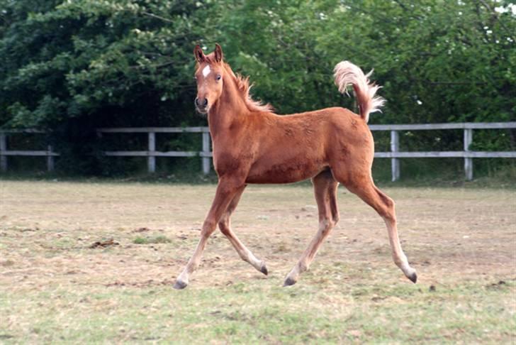 Min skønne fuldblods araber - WML Al Fadee
d.10. juni 2008

foto Marianne S. Krog billede 11