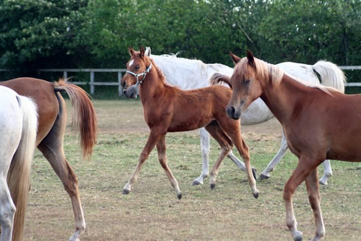 Min skønne fuldblods araber - På folden med alle tøserne, det er hans storesøster på 1år forrest i billedet.
d.10 juni 2008

foto Marianne S. Krog billede 12