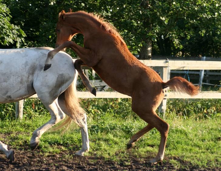 Min skønne fuldblods araber - WML Al Fadee er blevet lidt af en bølle, her driller han en af de voksne hopper
d. 10.juli 2008

foto Marianne S. Krog billede 13