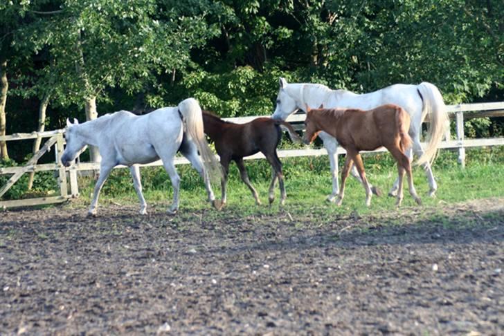 Min skønne fuldblods araber - Atter ro på folden WML Al Fadee sammen med Moster Samarrah, lillesøster WML Hanna og hans mor Sawannah
10.juli 2008

foto Marianne S. Krog billede 15