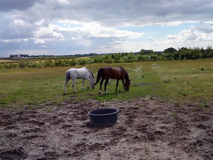 Pingo, Miss Zeikon og Ard Chuan Millenium :) - Pingo og Millenium :) billede 28