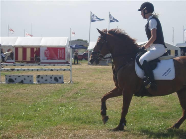 Ribe Dyrskue d.25 juli billede 3