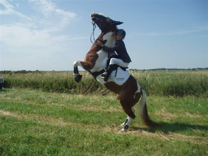 Ribe Dyrskue d.25 juli billede 29