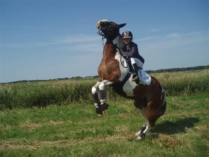Ribe Dyrskue d.25 juli billede 30