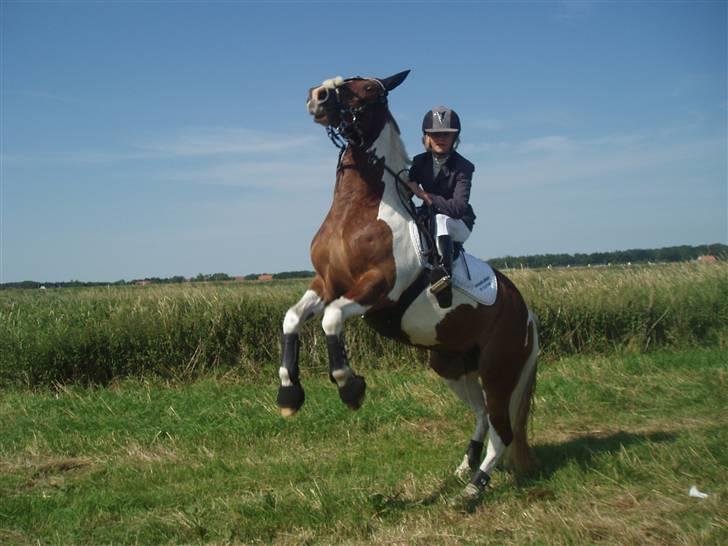 Ribe Dyrskue d.25 juli billede 31