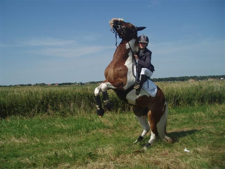 Ribe Dyrskue d.25 juli billede 32
