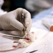 Forferdelig! Stakkars dyr!