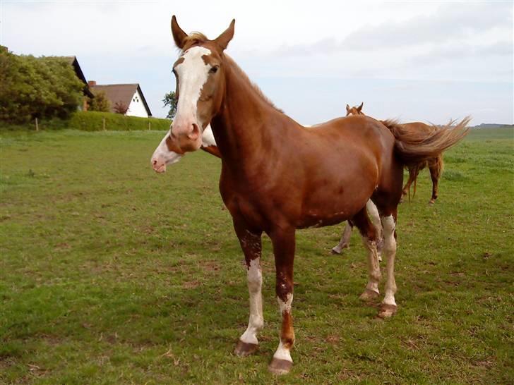 Heste Line og Jeg skal tilride :) - Det er så "min" heste, jeg vil i hvert fald gerne ha' hende, kalder hende bare Tulle :) Hun er ren Gelder hoppe, og halv søster til lines billede 1