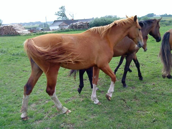 Heste Line og Jeg skal tilride :) - Det er "Lines" hest, hun vil gerne have hende, hende kalder vi for Musse, hun er ren Gelder hoppe :) billede 2