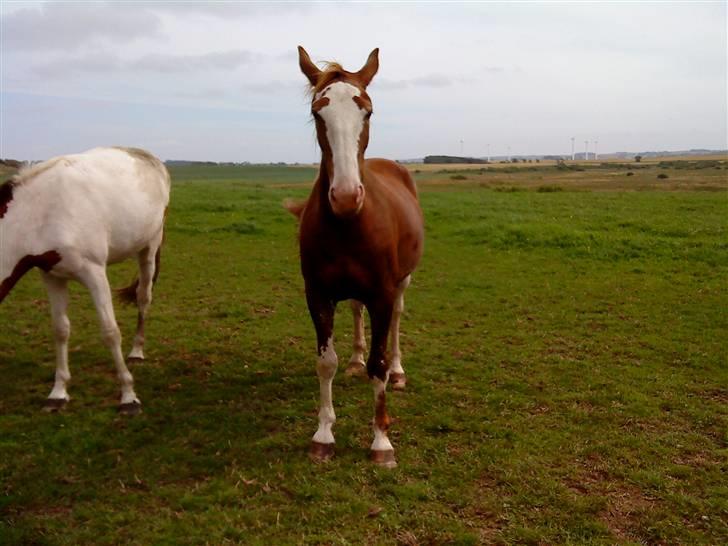Heste Line og Jeg skal tilride :) - Tulle billede 3