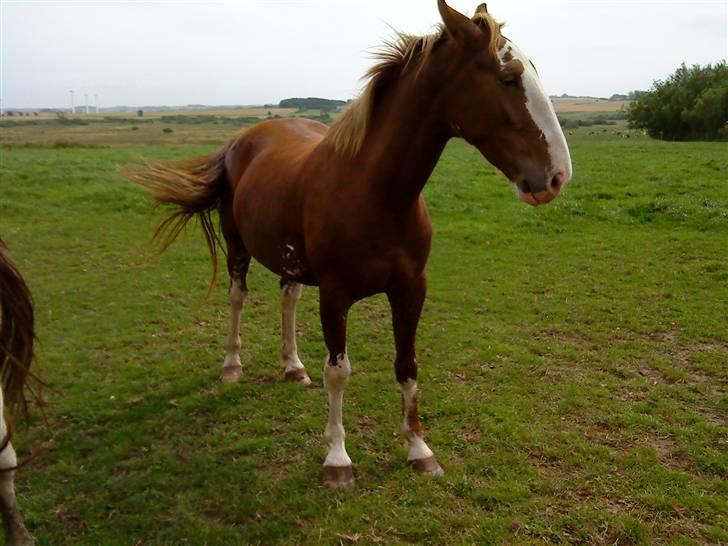 Heste Line og Jeg skal tilride :) billede 4