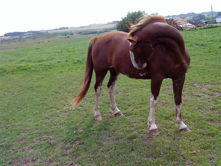 Heste Line og Jeg skal tilride :) billede 5