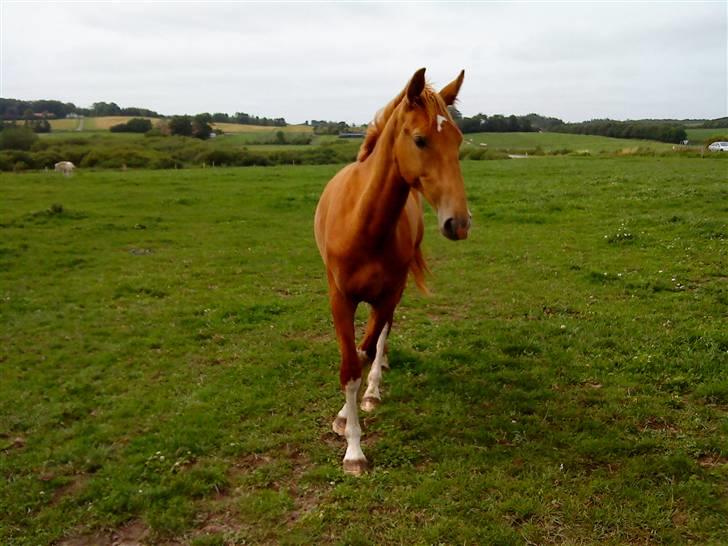 Heste Line og Jeg skal tilride :) billede 6