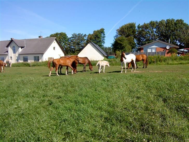 Heste Line og Jeg skal tilride :) - Flokken :) billede 7