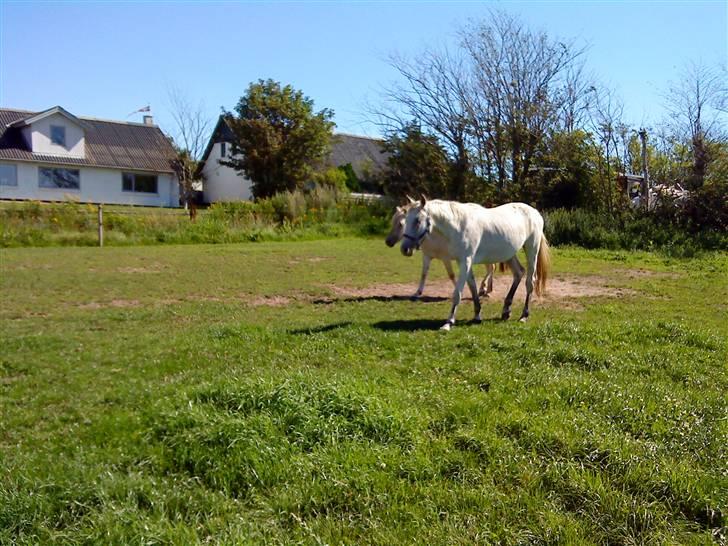 Heste Line og Jeg skal tilride :) billede 8