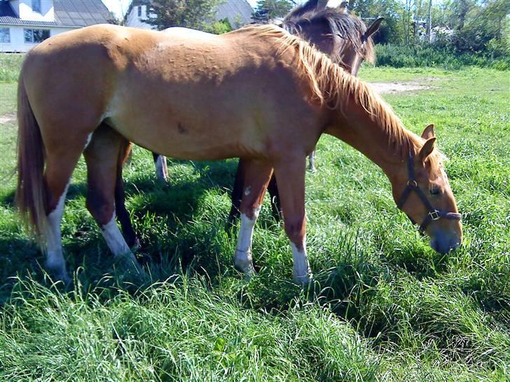 Heste Line og Jeg skal tilride :) - Musse, Gelder hoppe :) billede 9
