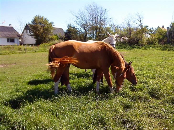 Heste Line og Jeg skal tilride :) billede 10