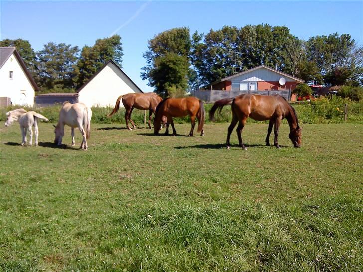 Heste Line og Jeg skal tilride :) billede 11