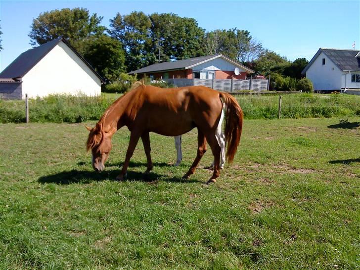 Heste Line og Jeg skal tilride :) - Hende skal jeg tilride, kan ikke lige huske hvad hun hedder :) billede 12