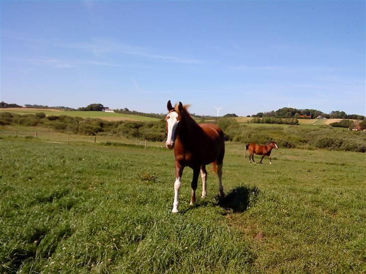 Heste Line og Jeg skal tilride :) - Det er "min", hende skal jeg også tilride :) billede 13
