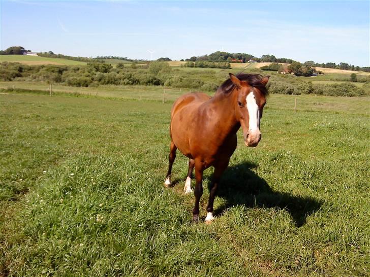 Heste Line og Jeg skal tilride :) - Welshi, kalder vi hende, hun er ren Welsh Mountain, hende skal vi deles om at ride til :) billede 14