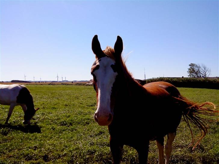 Heste Line og Jeg skal tilride :) billede 15