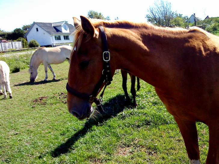 Heste Line og Jeg skal tilride :) billede 16