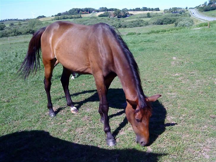Heste Line og Jeg skal tilride :) - Hende skal jeg også tilride.. billede 17