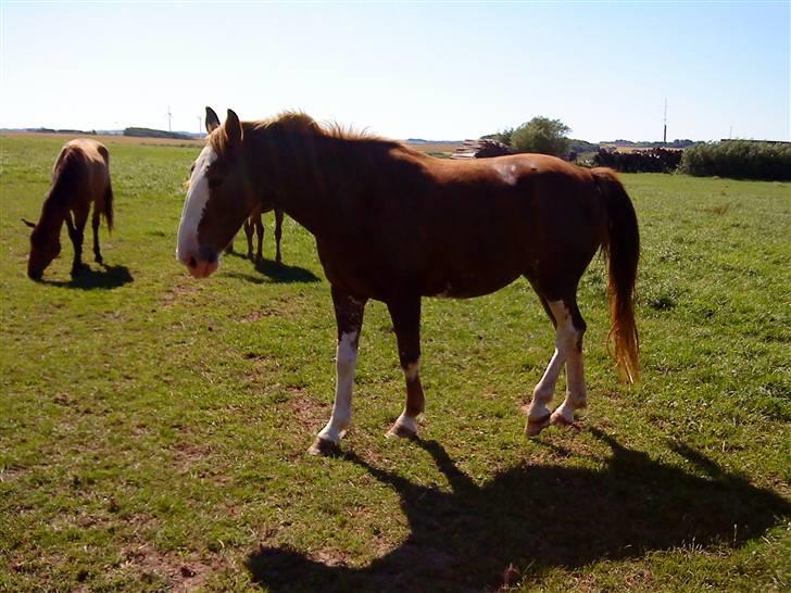 Heste Line og Jeg skal tilride :) billede 18