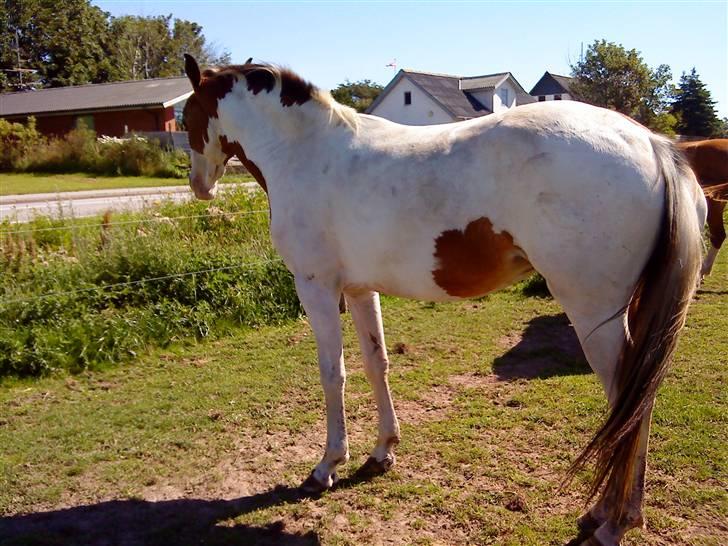 Heste Line og Jeg skal tilride :) - Pinto, kalder vi hende, det er Line som skal tilride hende.. billede 19