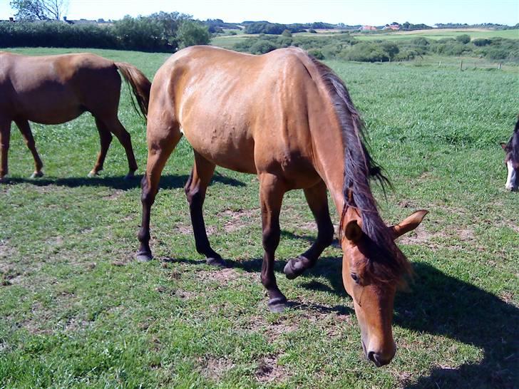 Heste Line og Jeg skal tilride :) - Hende skal jeg også tilride :) billede 20