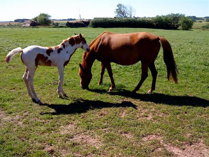 Heste Line og Jeg skal tilride :) billede 22