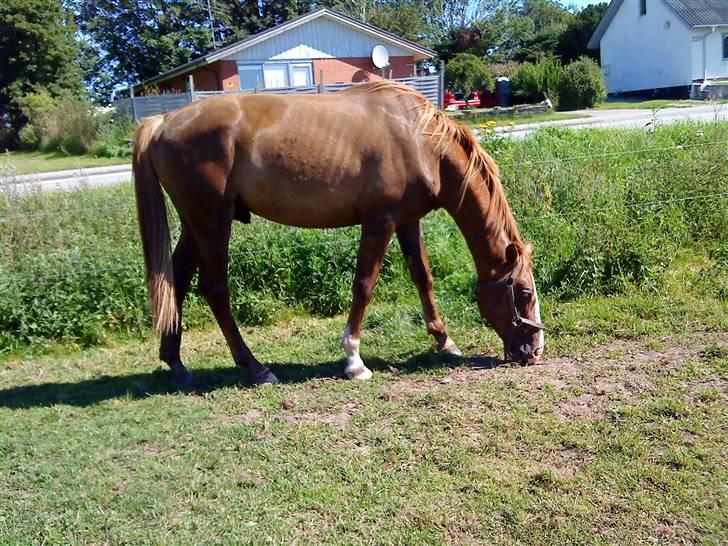 Heste Line og Jeg skal tilride :) - Hingsten, som er blanding mellem trakhener og DV, deles vi om :) billede 23